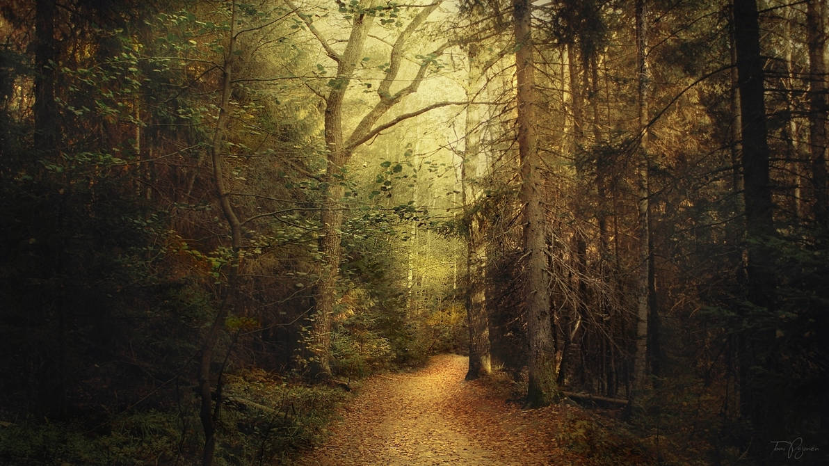In the woods by Pajunen