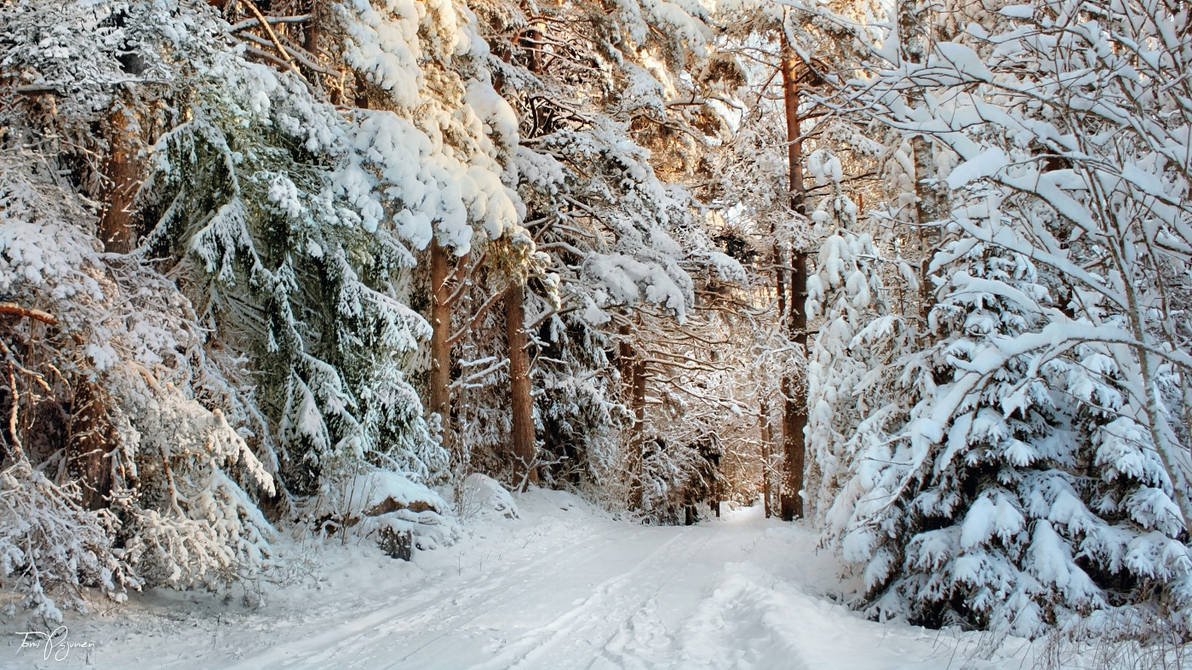 Snowy December by Pajunen