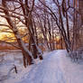 Snowy path by the seashore