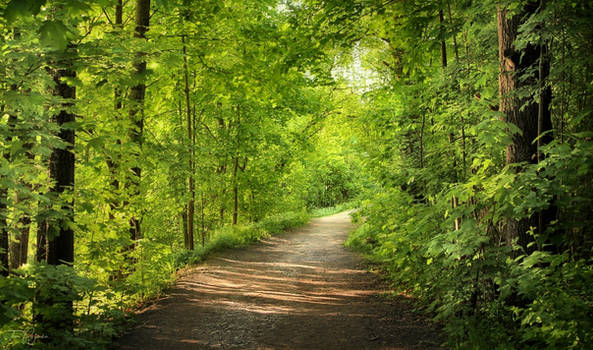 Explore the Best Forest Art | DeviantArt