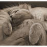 Cat Pillow II