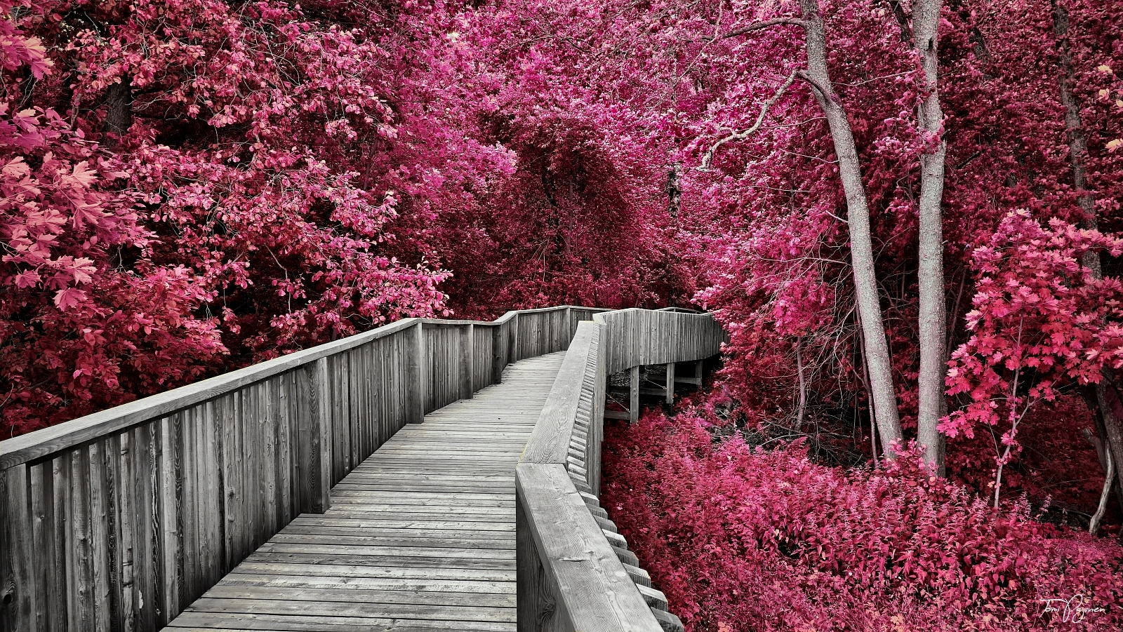 Crimson forest minecraft Crimson forest minecraft