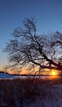 Winter Evening