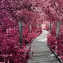 Path Through the Crimson Forest