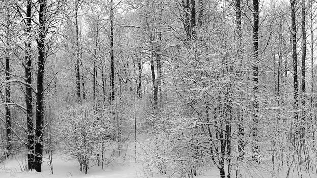 Winter trees