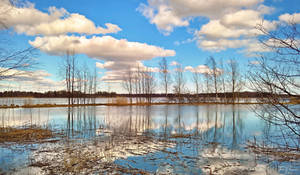 Trees by the lagoon