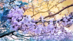 Apple Blossoms