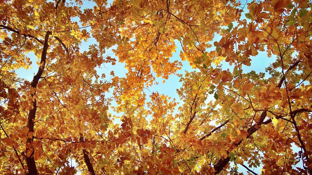 Forest ceiling