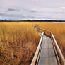 Reeds by the sea