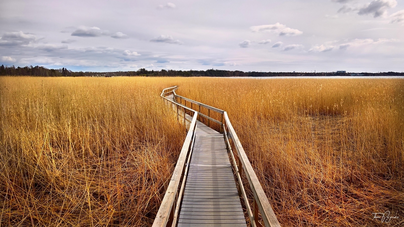 Reeds by the sea by Pajunen on DeviantArt