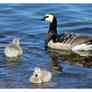 Barnacle geese