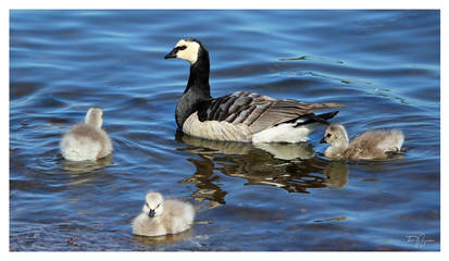 Barnacle geese