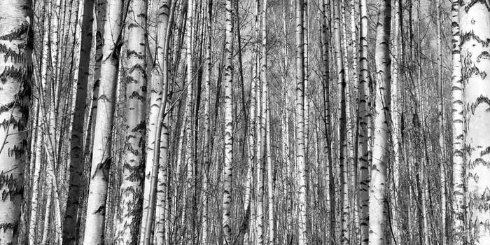 Birch trees