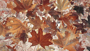 Autumn leaves