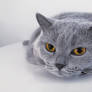 Caturday