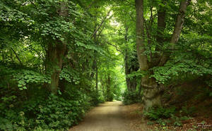 Forest path