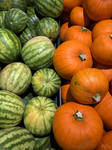 Pumpkins and watermelons by Pajunen