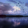 Evening Flight