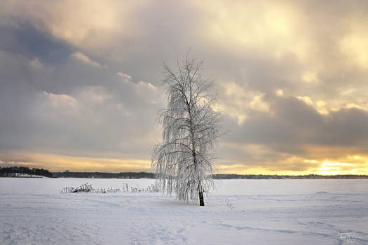 Lonely tree