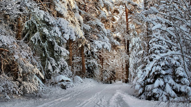 Snowy Forest Road