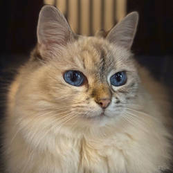 Maisa