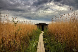 Wetlands