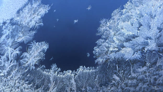 Frost Forest