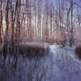 Winter Forest