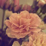 Carnation Flower