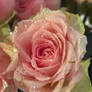Kiss From A Rose