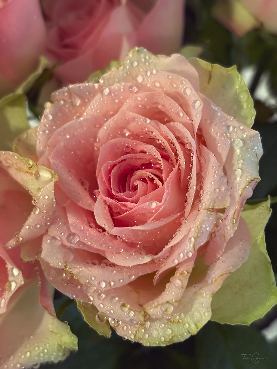 Kiss From A Rose
