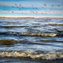 Seabirds