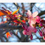 First of May