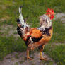 Rooster