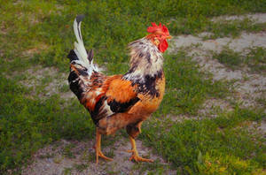 Rooster