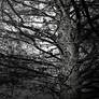 The tree of