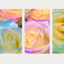 Rose Fragrance in Technicolor