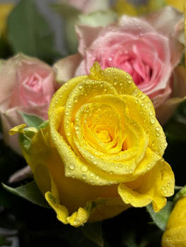 Yellow Rose