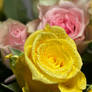 Yellow Rose