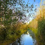 Small river in June