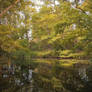 Forest Pond