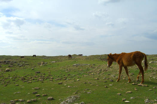 harran