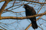 Kohlrabe - Common Raven by Atemue