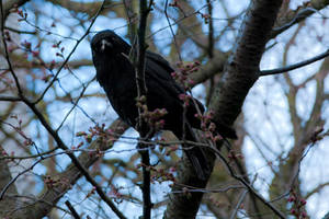 Spring crow