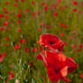 A lot of poppies