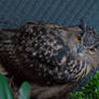 Full body of the Eurasian Eagle-Owl