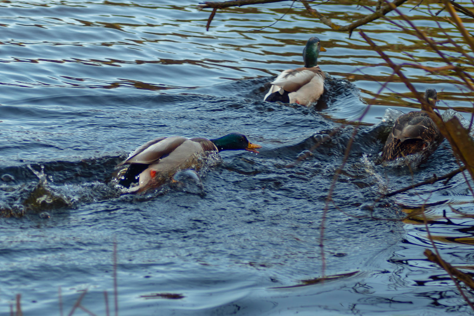 Malicious male duck by Atemue on DeviantArt
