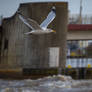 The dam and the bird