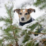 Snow fir portrait