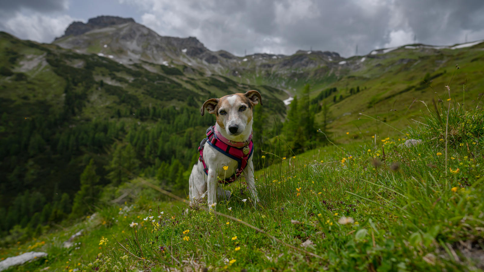 High up the mountains